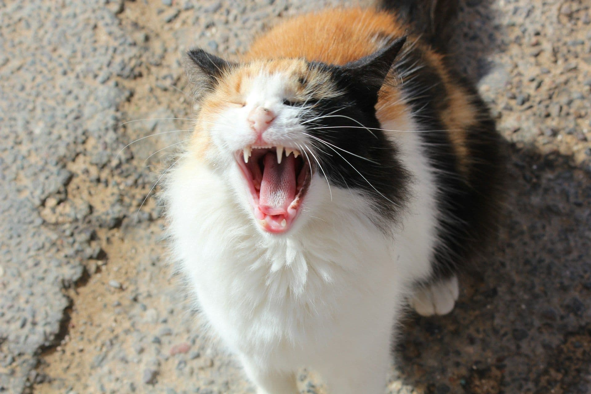 歯間〇〇〇も活用する